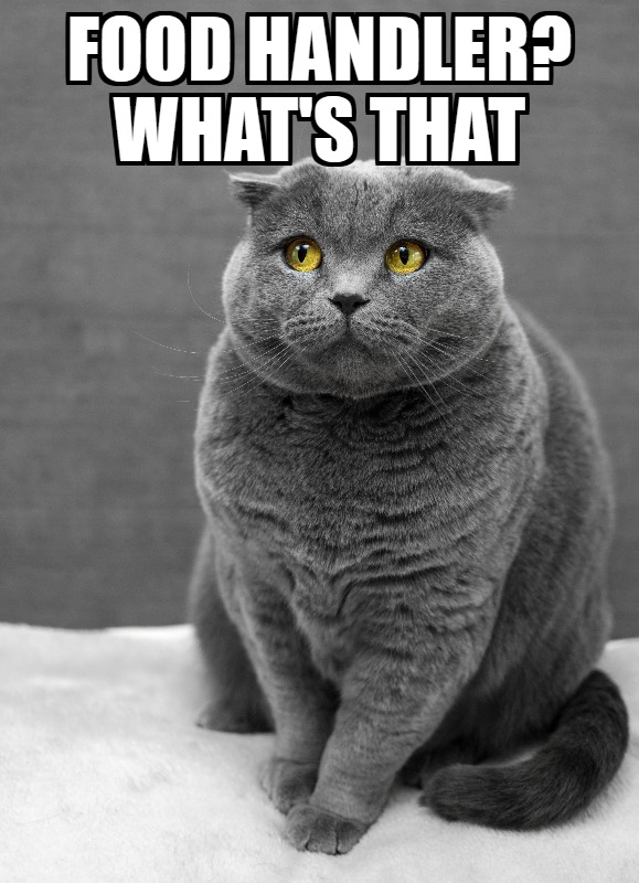 Meme Monday - Curious Cat